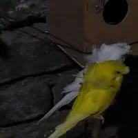 مرغ عشق پروانه ای