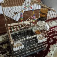 قفس عروس هلندی