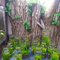 تراریوم|گل و گیاه طبیعی|قم, دورشهر|دیوار