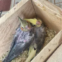 جوجه عروس هلندی سرلاکی و نرم خور|پرنده|قدس, شهر‌قدس|دیوار