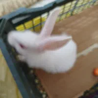 خرگوش