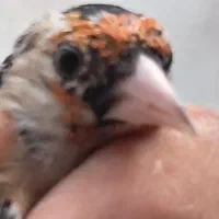 ۶عدد سهره نر جونه|پرنده|بروجرد, |دیوار