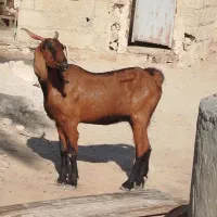 سه‌بزابستن‌وکهره‌دار|حیوانات مزرعه|شنبه و طسوج, |دیوار