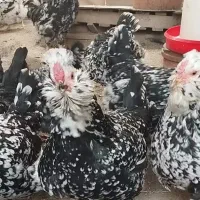 تخم مرغ گلین فول فول