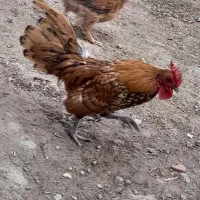 خروس چینی