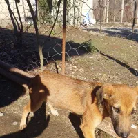 واگذاری سگ|سگ|احمدسرگوراب, |دیوار