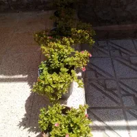 گل ناز یخی|گل و گیاه طبیعی|فردوس (خراسان), |دیوار