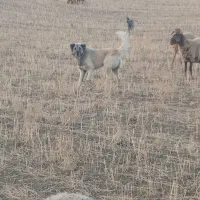 سگ گله اصیل