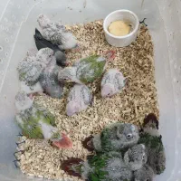 گیرینچیک سرلاکی