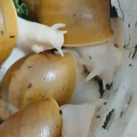 فروش حلزون آلبینو