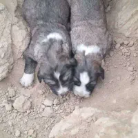 واگذاری دو قلاده توله نرو لاس|سگ|پیر بکران, |دیوار