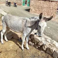 الاغ ماده|حیوانات مزرعه|چگنی, |دیوار