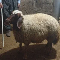 دوعددشیش شک
