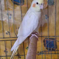 عروس هلندی ماده بالغ رو تخم تضمینی