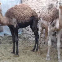 حیوان،شتر