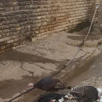 فروش بوقلمون ماده