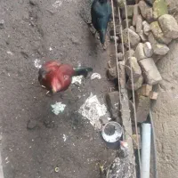 مرغ و خروس لاری|حیوانات مزرعه|نگین شهر, |دیوار