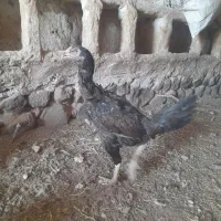 مرغ لاری