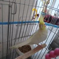 عروس هلندی جفت|پرنده|شادگان, |دیوار