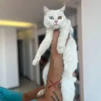 واگذاری بریتیش ماده چشم دو رنگ