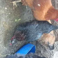 مرغ تخمگذار  و خروس جوان