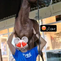 اسب عرب / نریان/ سالم به شرط /Arab horse