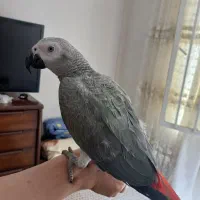 جوجه کاسکو هفت ماهه سخنگو