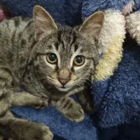 واگذاری بچه گربه|گربه|گلبهار, شهر جدید گلبهار|دیوار