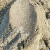 کاه ماش|خدمات باغبانی و درختکاری|گتوند, |دیوار