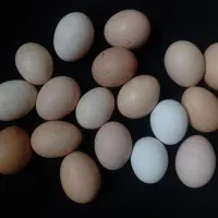 تخم مرغ محلی نطفه دار