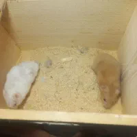 همستر|موش و خرگوش|لنگرود, |دیوار