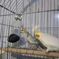عروس هلندی مولد