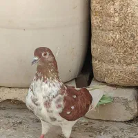 کبوتر پرشی