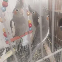 عروس هلندی ۵۰۰