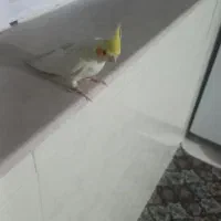 ۳عددعروس هلندی آرام با وسایل و۲عددغفس بزرگ وکوچیک|پرنده|ایثار, |دیوار