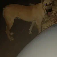 سگ افقان|سگ|بیرجند, |دیوار