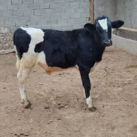 گوساله 150 کیلویی