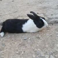 چهار عدد خرگوش دونه 200 به خریدار تخفیف میدم