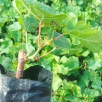 نهال با کیفیت و اصلاح شده