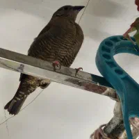 فنچ پتیلا بال زرد ماده