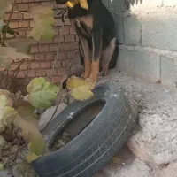 سگ دو رگه سرحال|سگ|خانمیرزا, |دیوار