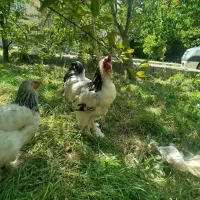 مرغ و خروس برهما لایت