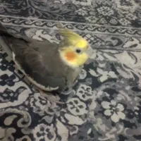 عروس هلندی نر