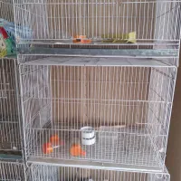 قفس ۵۰سانتی