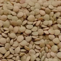 عدس|خوردنی و آشامیدنی|شباب, |دیوار