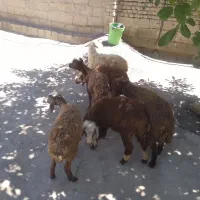 بره نر و ماده