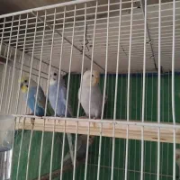 مرغ عشق اسپنگل و رنگین