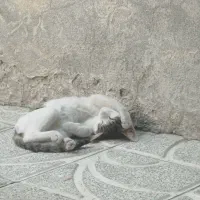 گربه خانگی وباهوش
