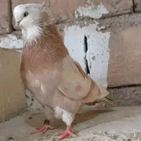 کبوتر.فروشی