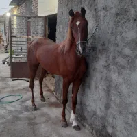 اسب خالص ایرانی